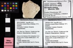 Foto (Objket + Etiketten) von Discutiolira moesica (Muţiu & Bădăluţă, 1971) 